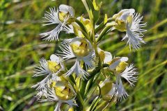 Plants-Western-Prairie-Fringed-Orchid