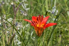 Plants-Wood-Lily