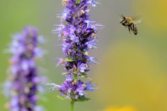 Pollinators-Invertabrates-Honey-Bee