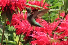 Pollinators-Invertabrates-Hummingbird-Paradise