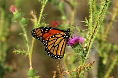 Pollinators-Invertabrates-Monarch-Butterfly