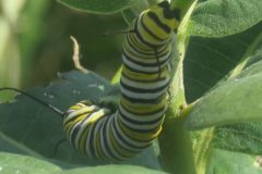 Pollinators-Invertebrates-Caterpillar-on-leaf