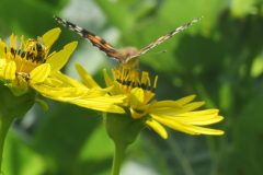 Pollinators-Invertebrates-Pretty-butterfly-on-prettier-flower