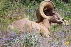 Wildlife-Big-Horn-Sheep-Resting-in-the-Flowers