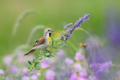 Wildlife-Blooming-Dickcissel