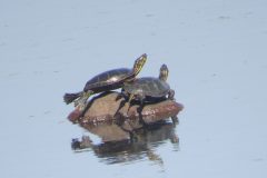 Wildlife-Dos-turtles-on-Uno-rock