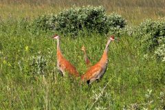 Wildlife-Sandhill-Crane-Family