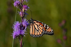 Invertebrates-Monarch-on-Blazing-Star