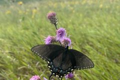 Invertebrates-Pollinator-on-the-Prairie