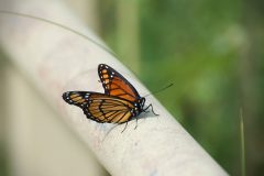 Invertebrates-Viceroy-Bridge