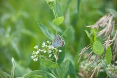 Invertebrates-White-Wonders