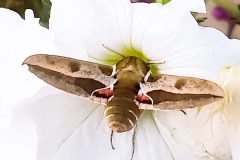 Invertebrates-Who-said-moths-arent-beautiful