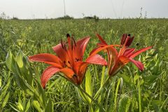 Plants-Morning-Dew-Remnant-Prairie