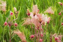 Plants-Prairie-Smoke