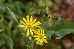 Plants-Sunny-Crimson