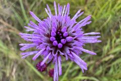 Plants-The-Beauty-of-Blazing-Star