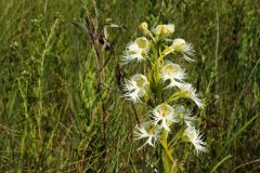 Plants-Western-Prairie-Fringed-Orchid