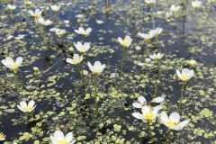 Plants-Wood-Duck-Buffet