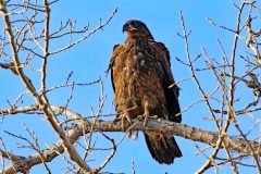 Wildlife-Juvenile-Bald-Eagle