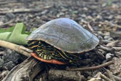 Wildlife-Scaly-Side-eye