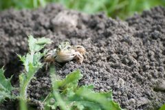 Wildlife-Thistle-Frog